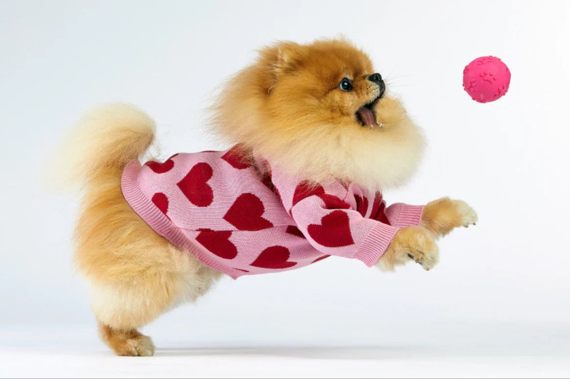 Small dog wearing a pink sweater with red hearts on a white background