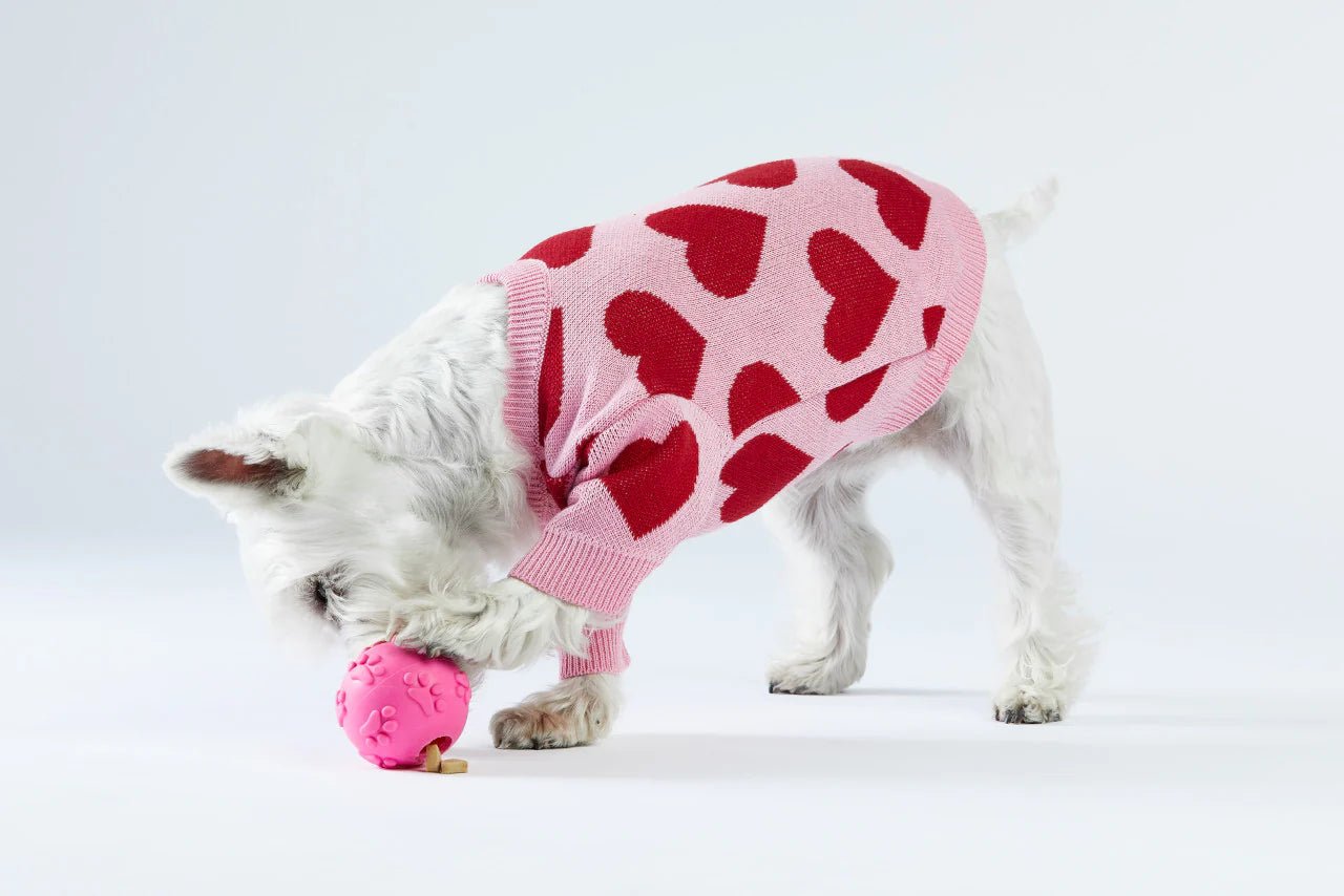 Dog wearing a pink sweater with red hearts on a white background