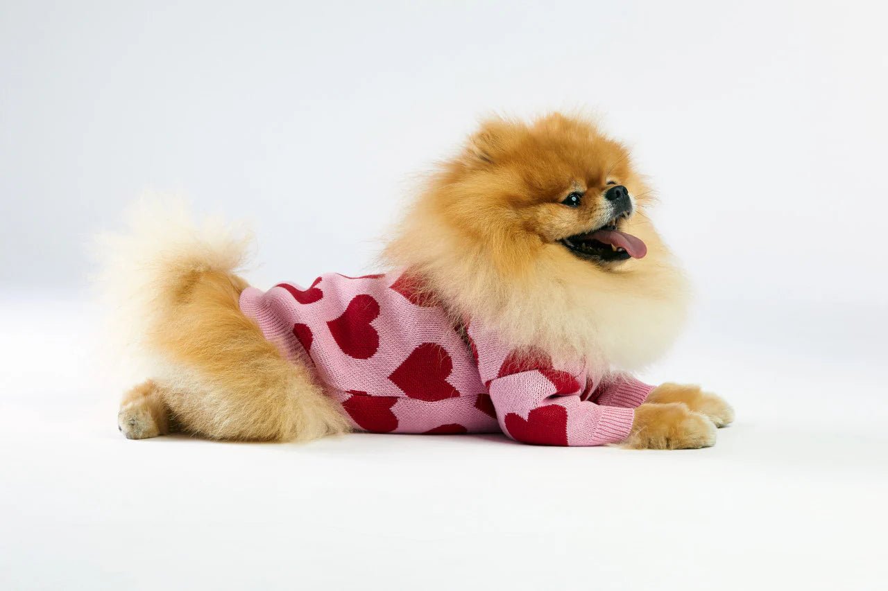Small dog wearing a pink sweater with red hearts on a white background