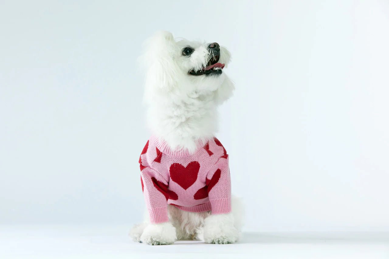 Small white dog wearing a pink sweater with heart patterns on a light gray background