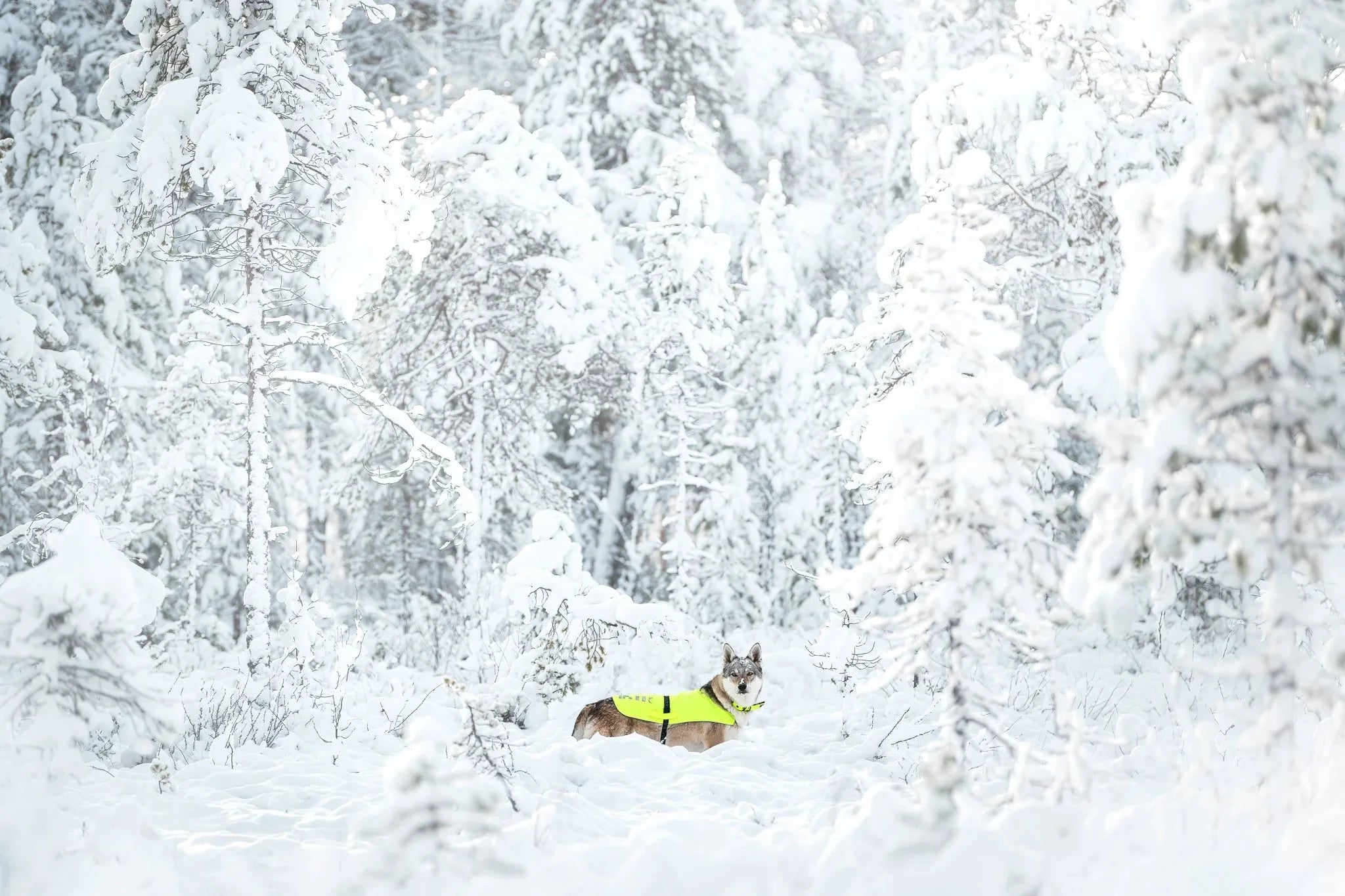  Dog standing in a snowy forest, wearing a bright green Rukka visibility vest