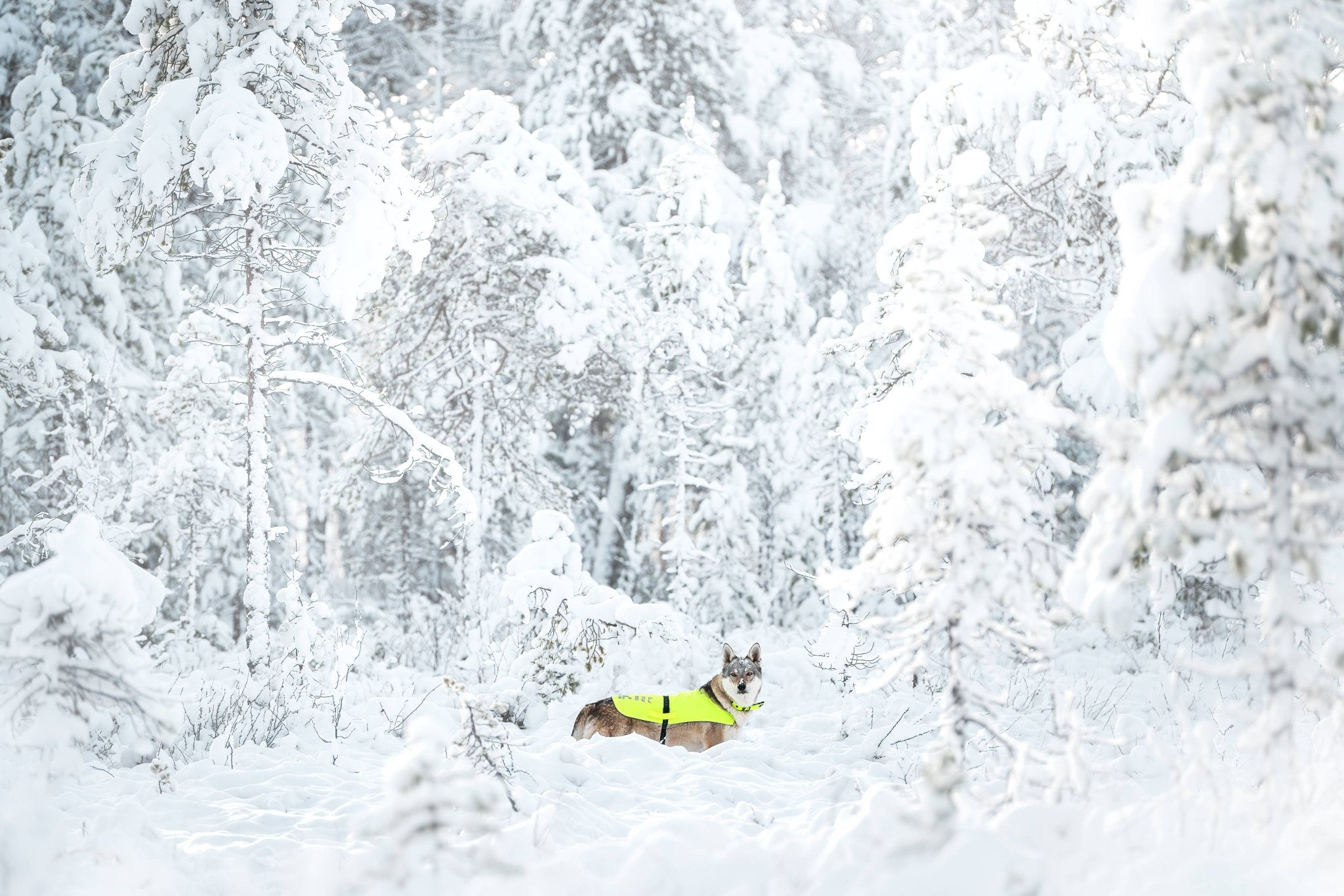  Dog standing in a snowy forest, wearing a bright green Rukka visibility vest