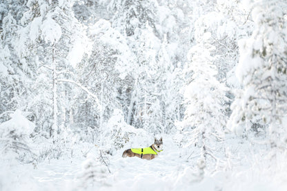  Dog standing in a snowy forest, wearing a bright green Rukka visibility vest