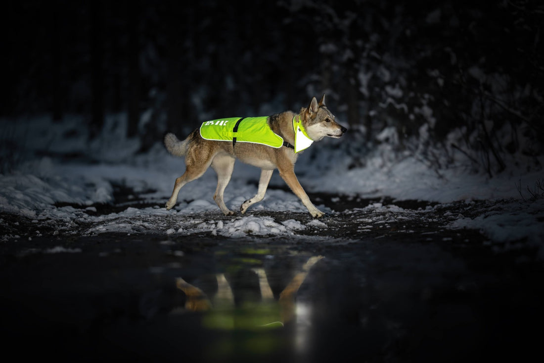 Dog walking through a snowy trail at night wearing a reflective Rukka visibility vest.