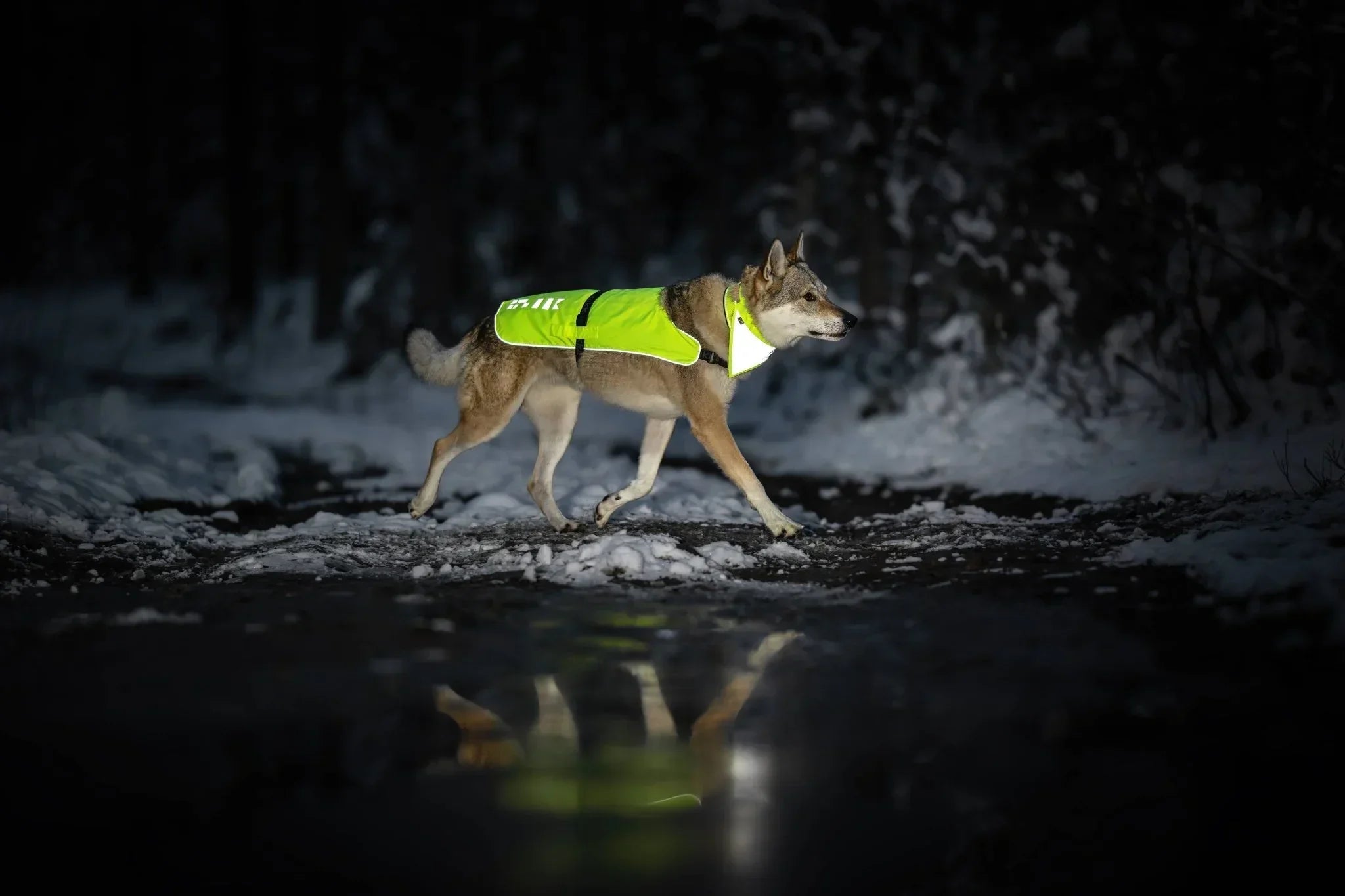 Dog walking through a snowy trail at night wearing a reflective Rukka visibility vest.