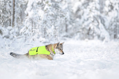  Dog wearing Rukka Pets Flap Visible Vest running through deep snow in a winter forest