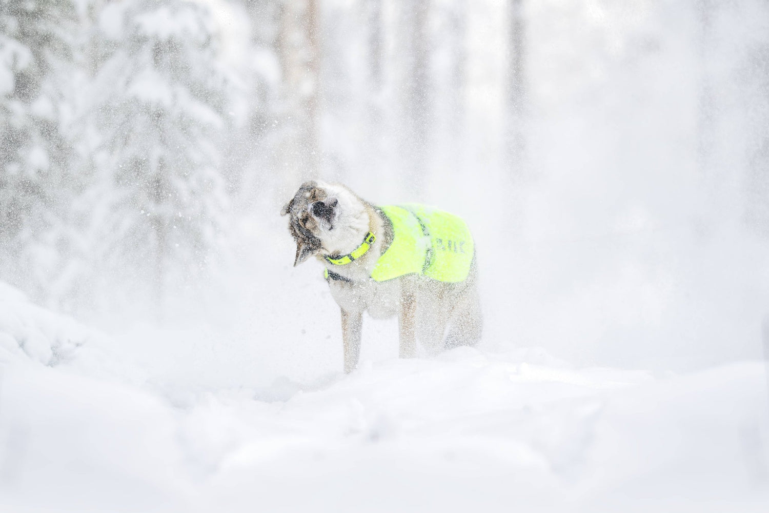 Dog in neon yellow safety vest shaking off snow in a snowy woodland