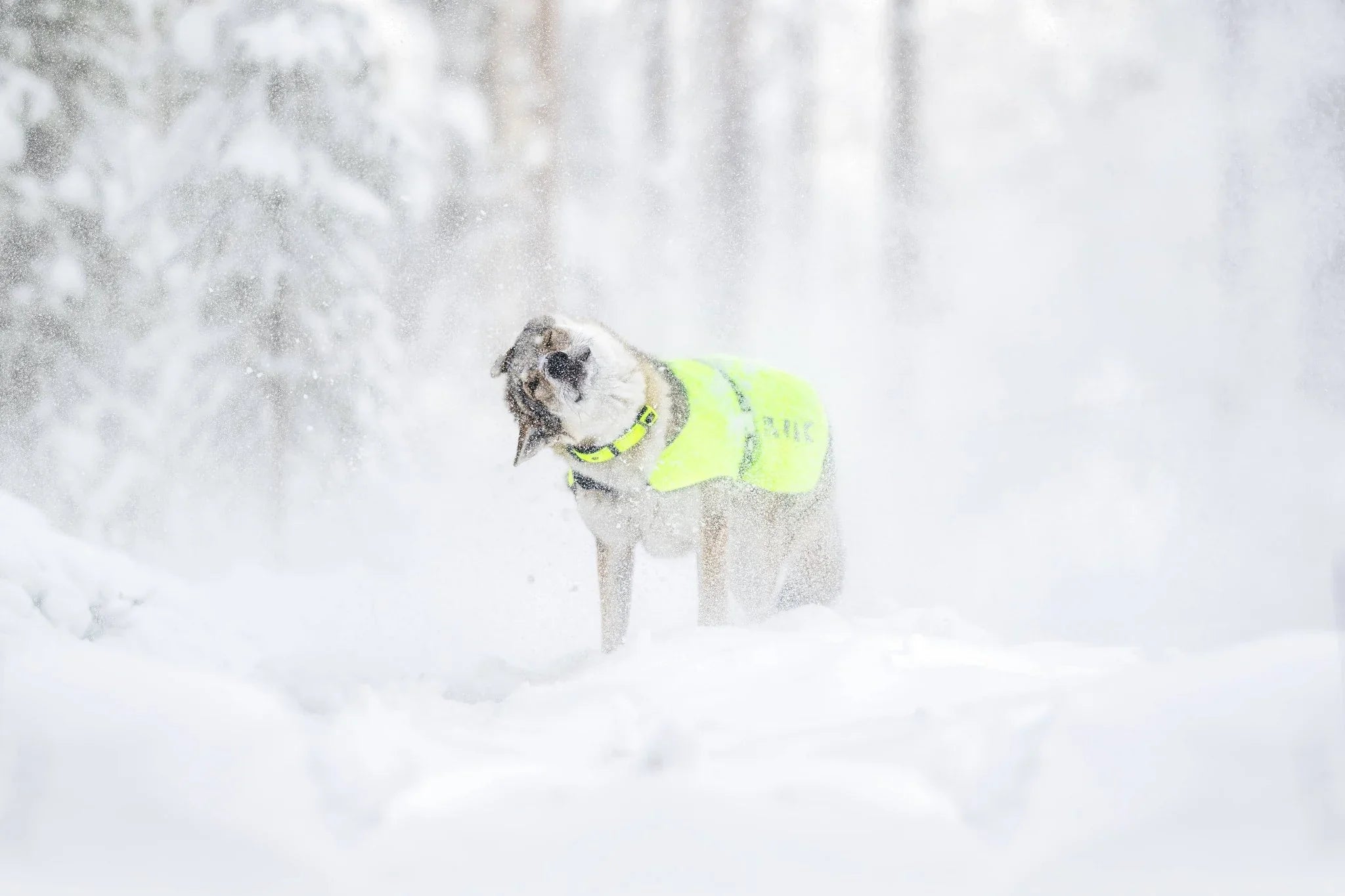 Dog in neon yellow safety vest shaking off snow in a snowy woodland