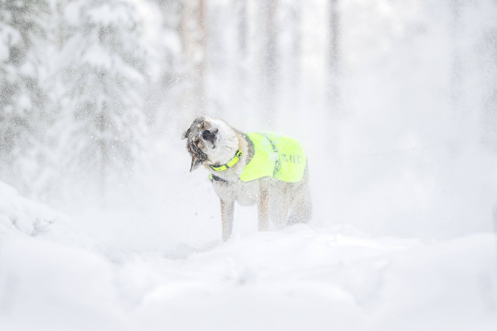 Dog in neon yellow safety vest shaking off snow in a snowy woodland