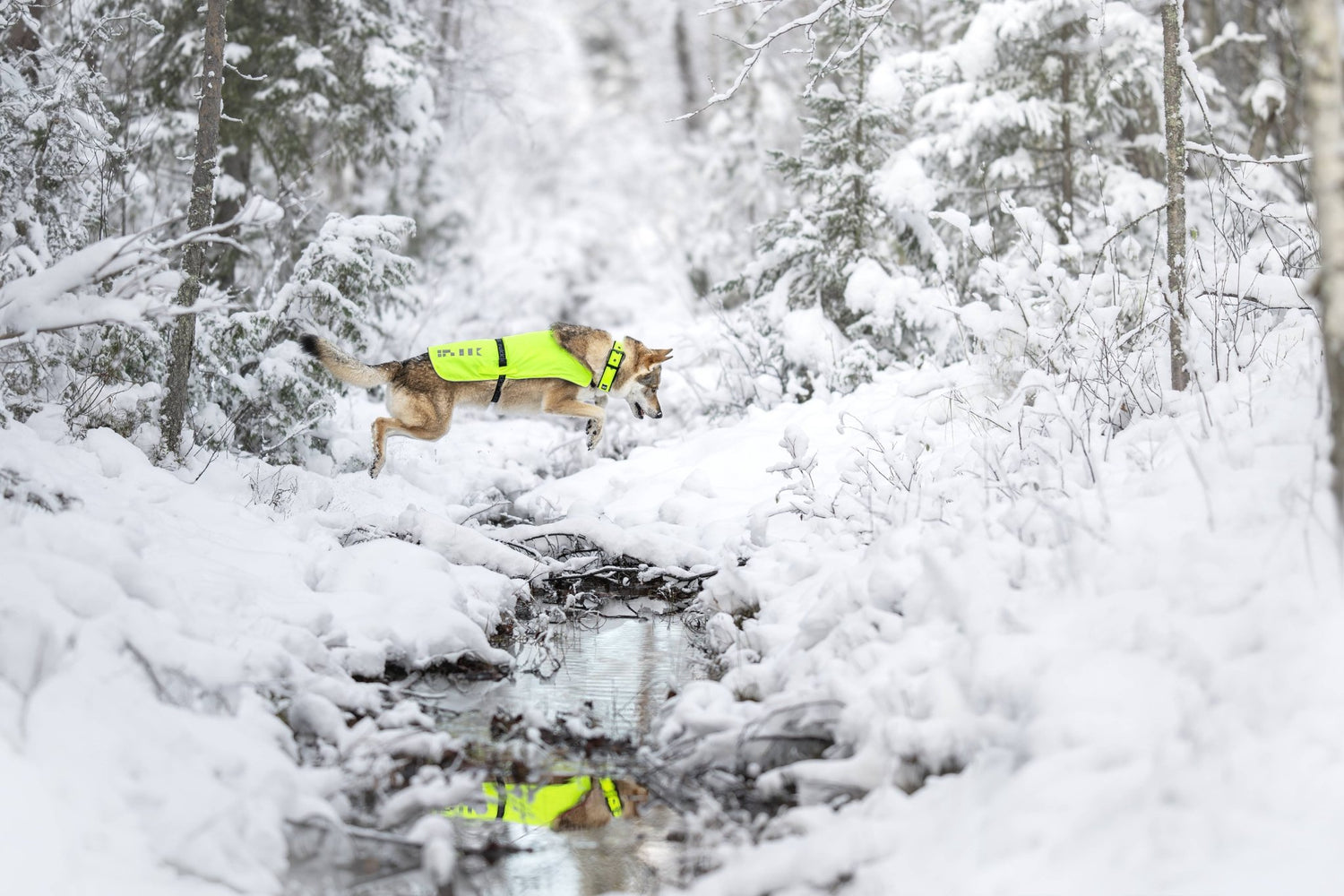 Active dog leaping over a snowy creek in the forest, wearing a high-visibility Rukka vest
