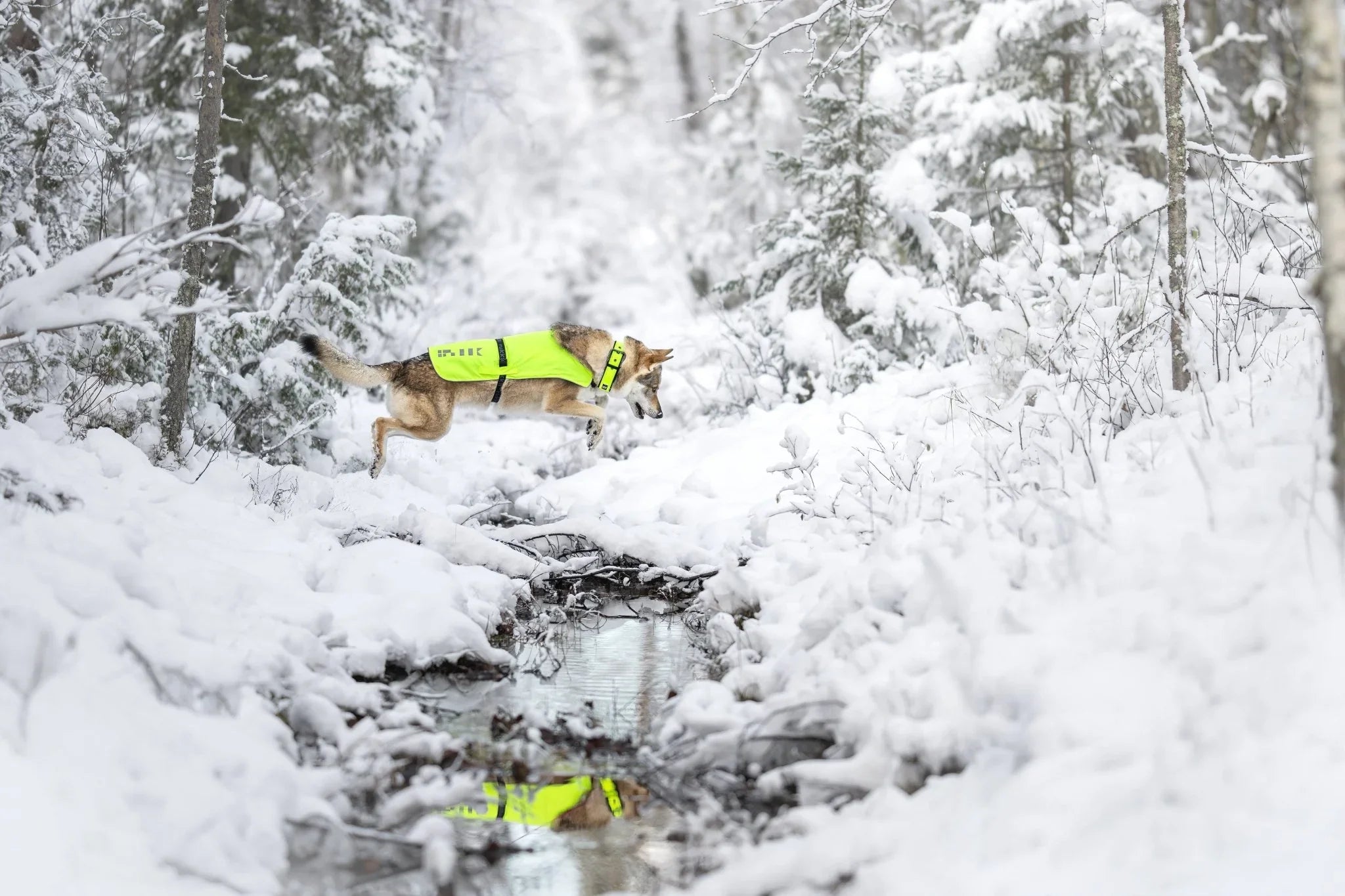 Active dog leaping over a snowy creek in the forest, wearing a high-visibility Rukka vest