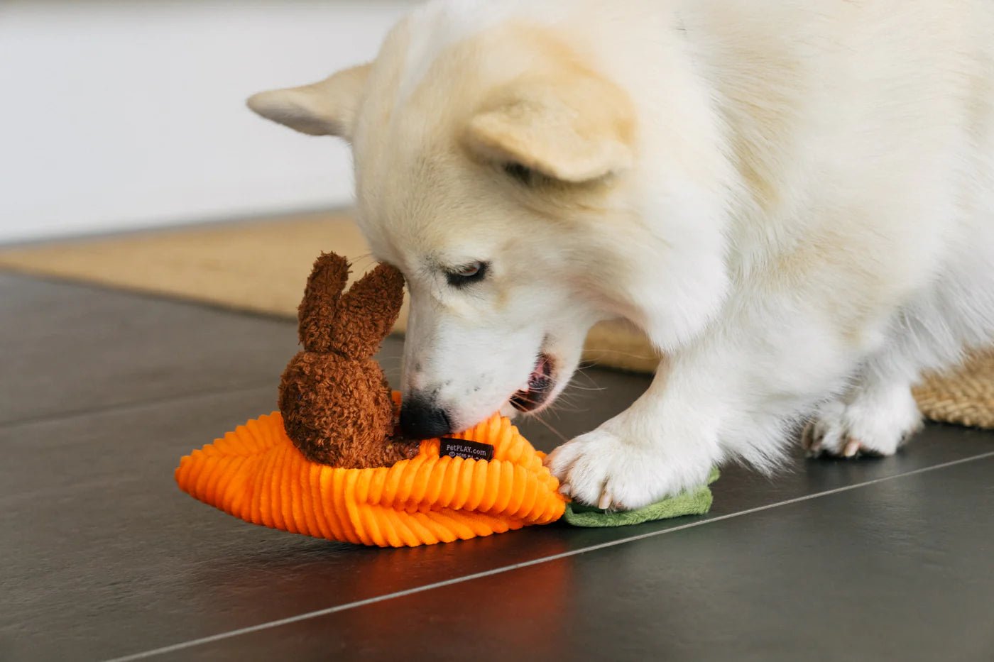 Dog playing with P.L.A.Y. Funny Bunnies Easter toy - pulling bunny from carrot