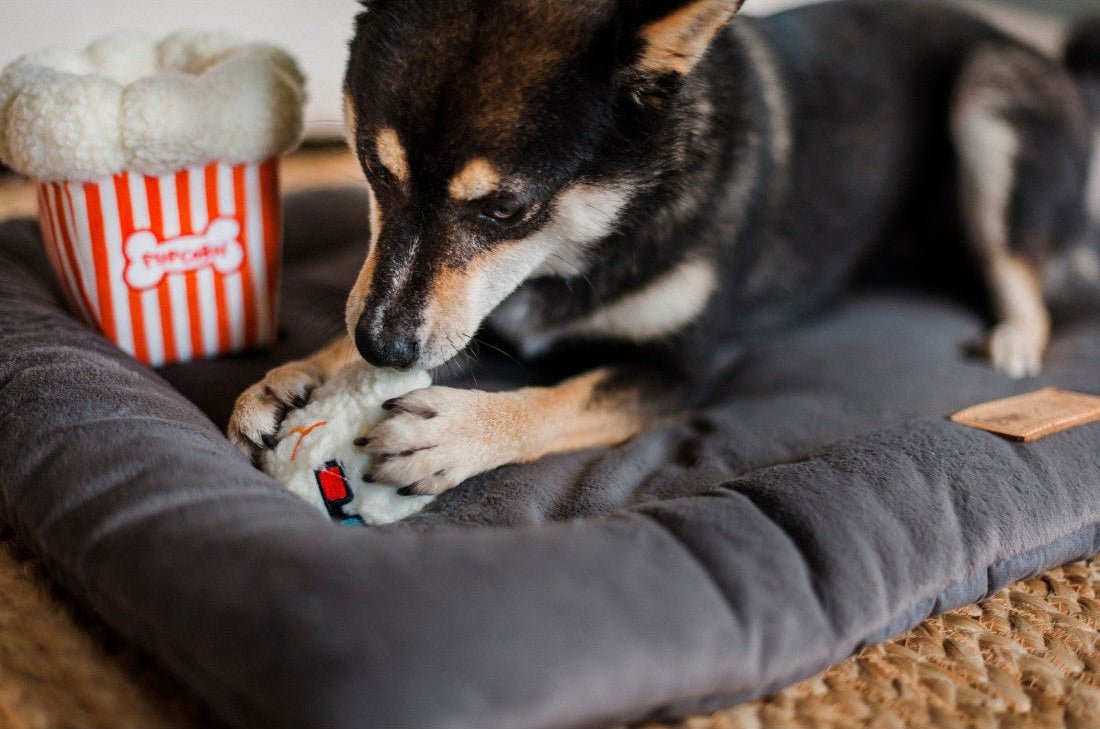 dog plays with interactive popcorn dog toy