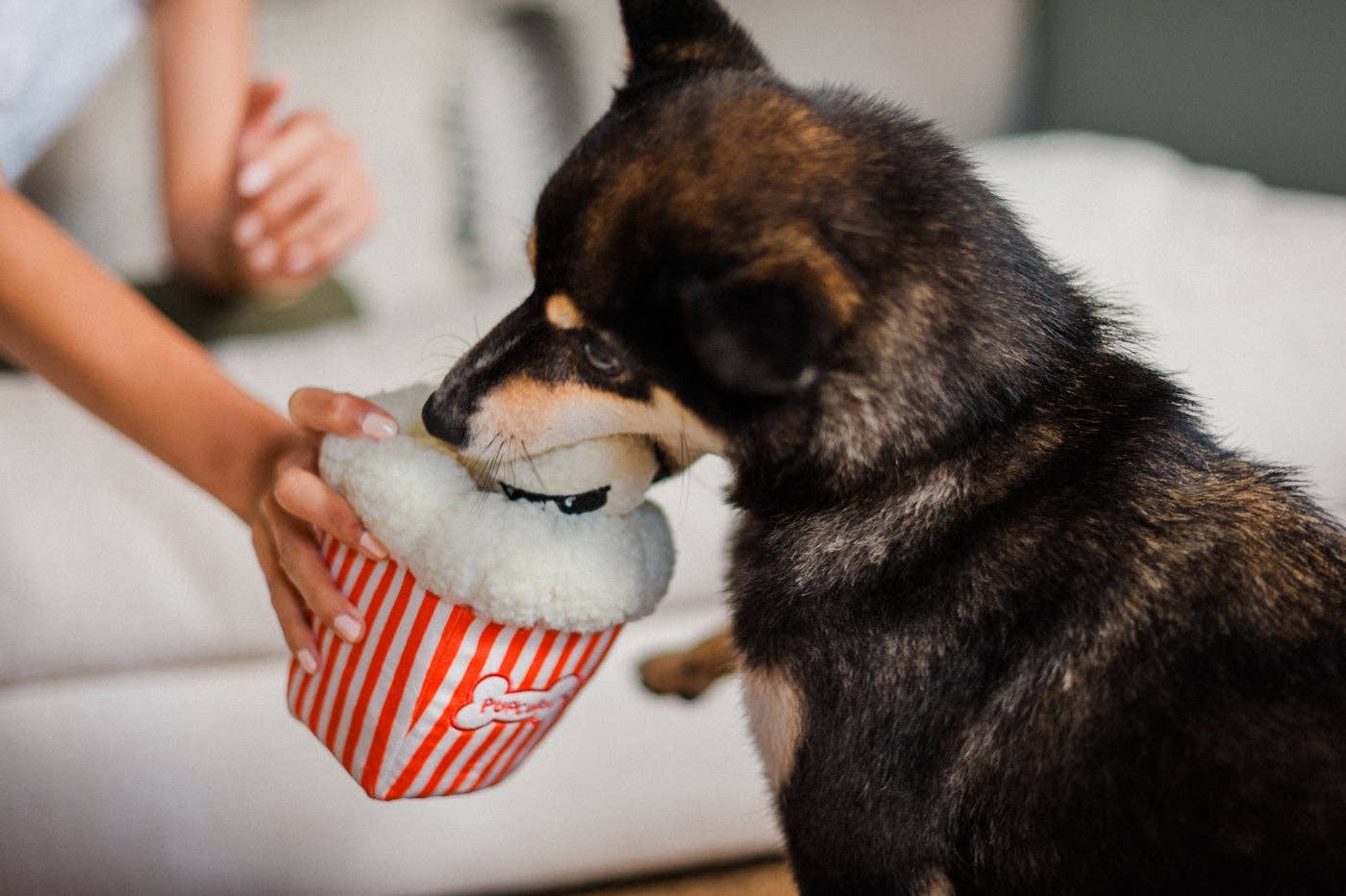 P.L.A.Y Hollywoof Cinema Poppin&