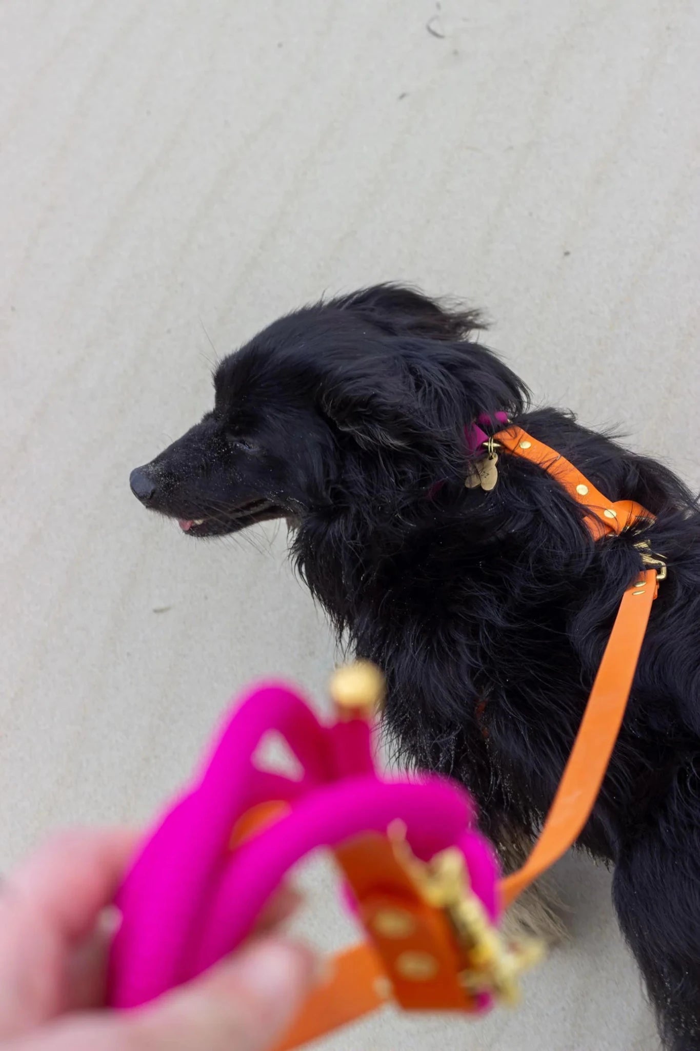 Sort hund i snor med et lyserødt legetøj holdt af en hånd mod en betonbaggrund