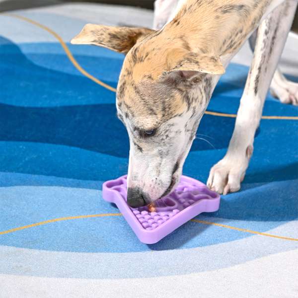 Dog interacting with a purple silicone mat on a blue pool floor