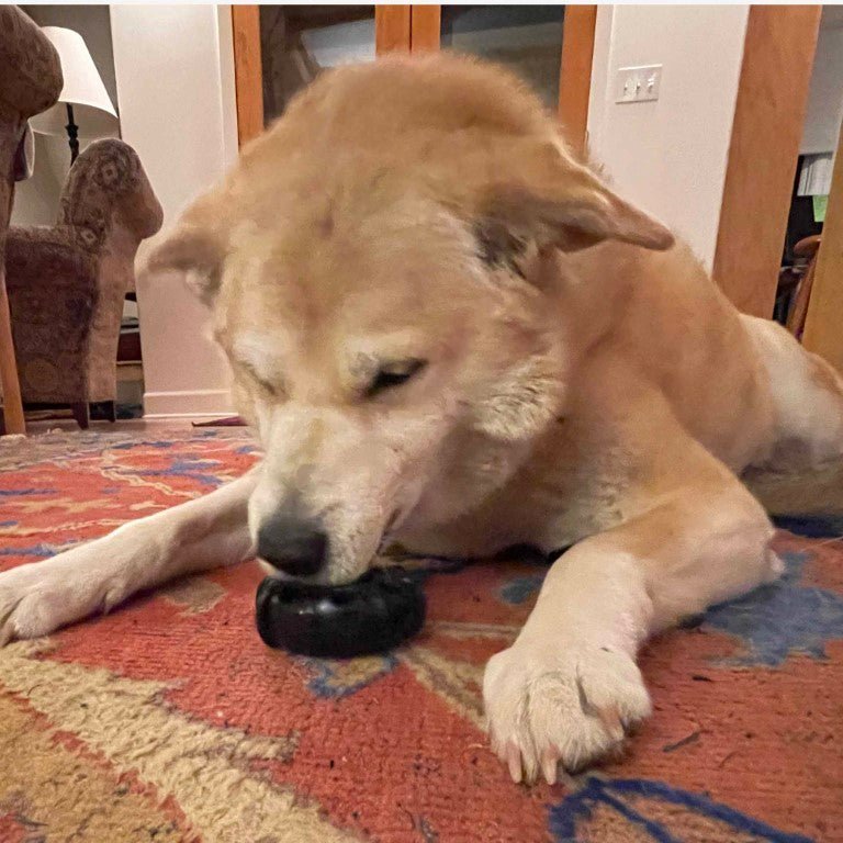 Dog lying on a patterned rug with a black object in its mouth