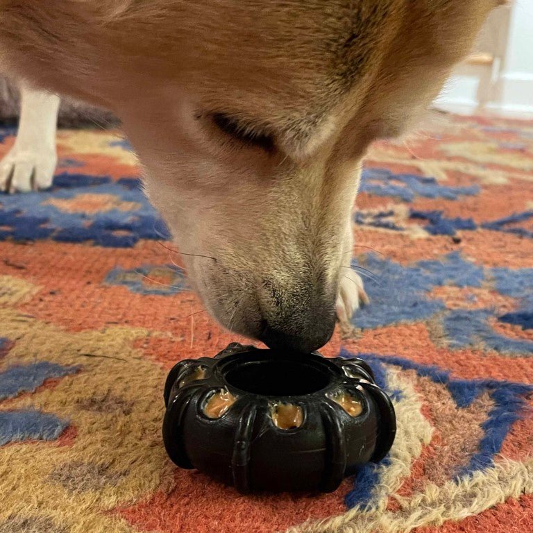 Dog interacting with a black rubber toy on a patterned rug