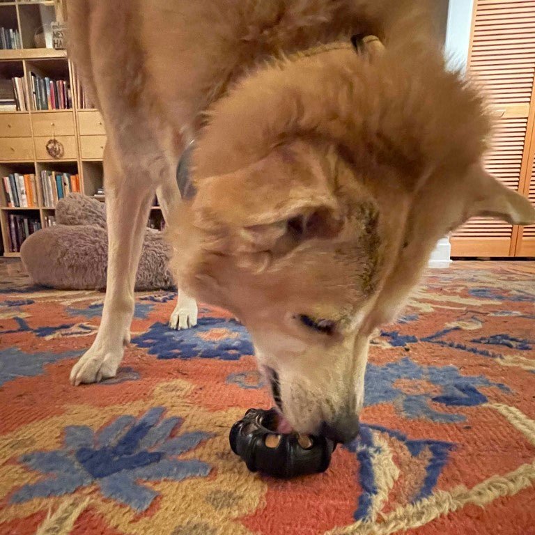 Dog chewing on a black object on a patterned rug