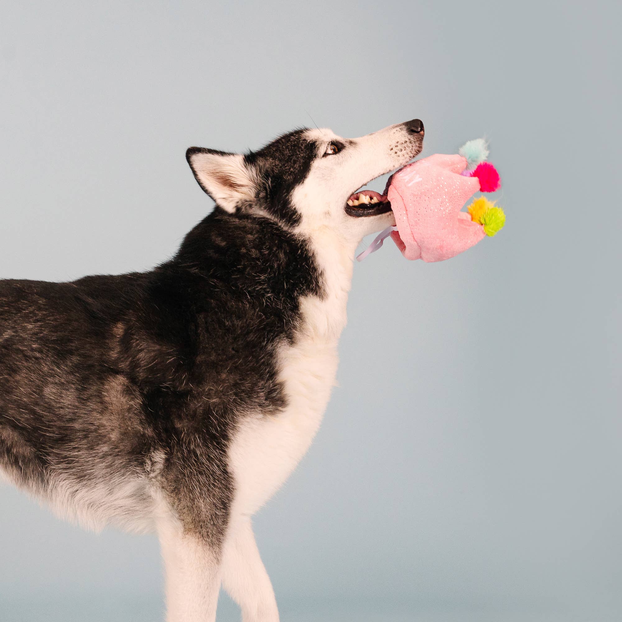 If The Crown Fits – Birthday Plush Dog Toy - Share Happy Outfits