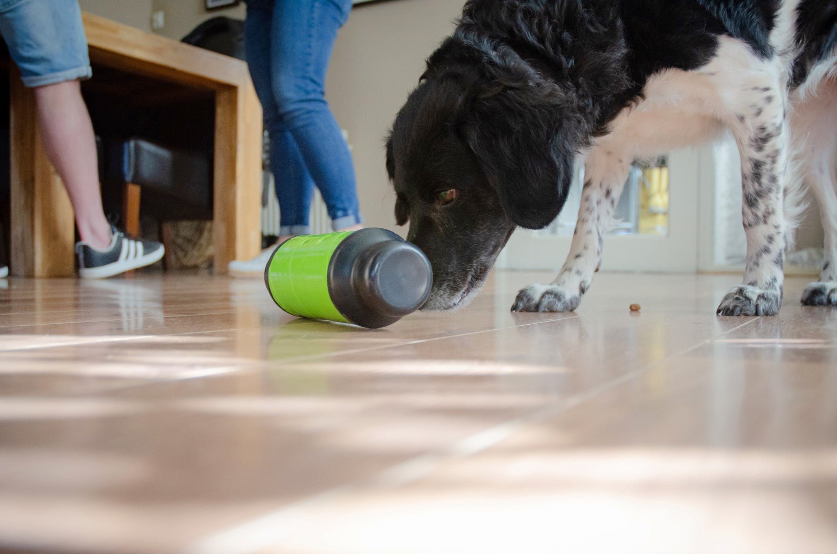 Dog sniffing a green and black toy on a wooden floor with people in the background.