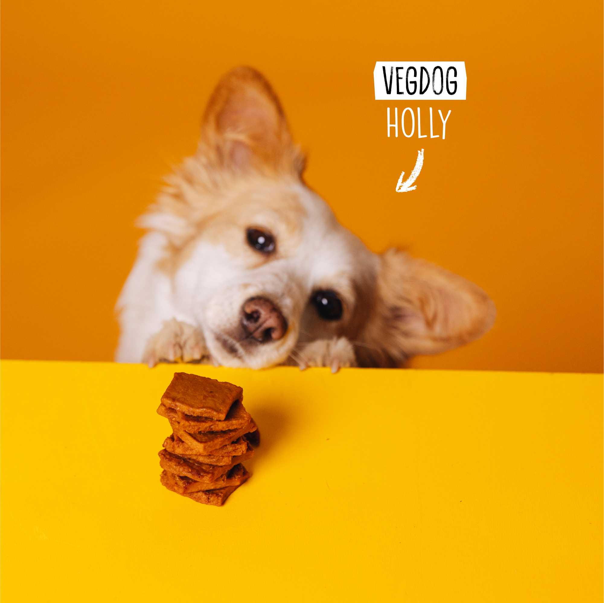 Dog with a stack of dog treats on an orange background, featuring the brand &