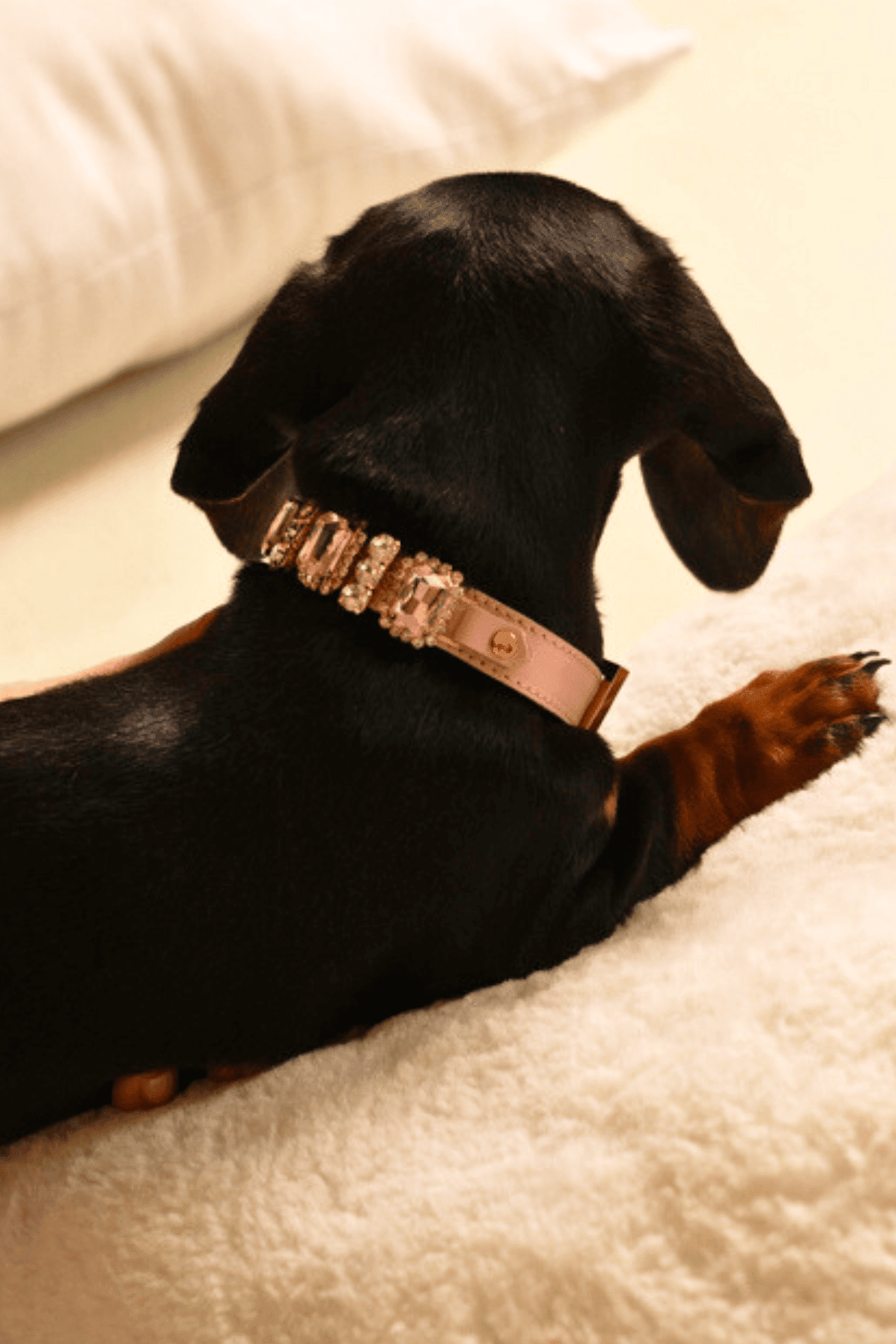 Black dog wearing a decorative collar on a light-colored surface