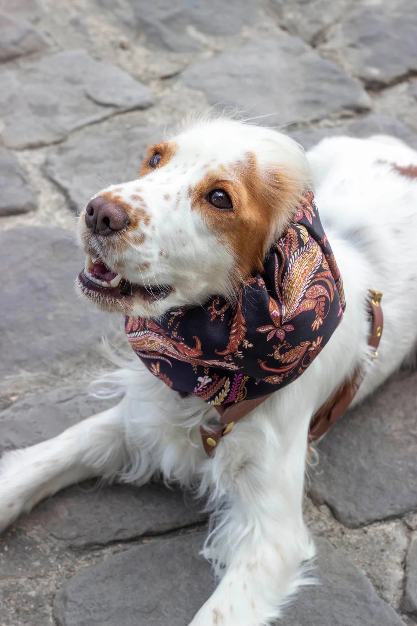 Dog wearing a patterned bandana on a stone pavement