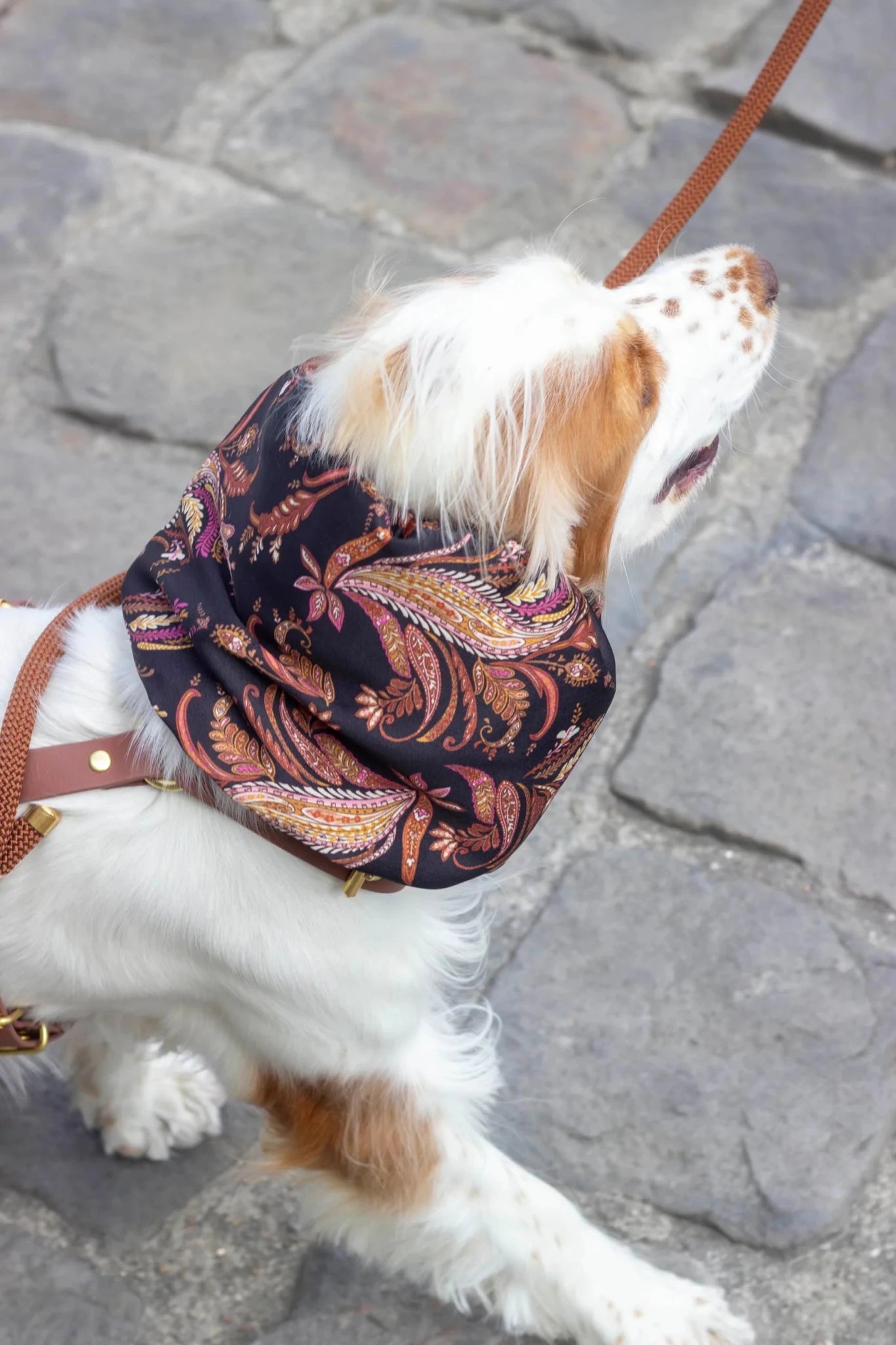 Dog wearing a patterned bandana on a stone pavement