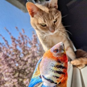 Cat looking at a colorful fish toy outdoors