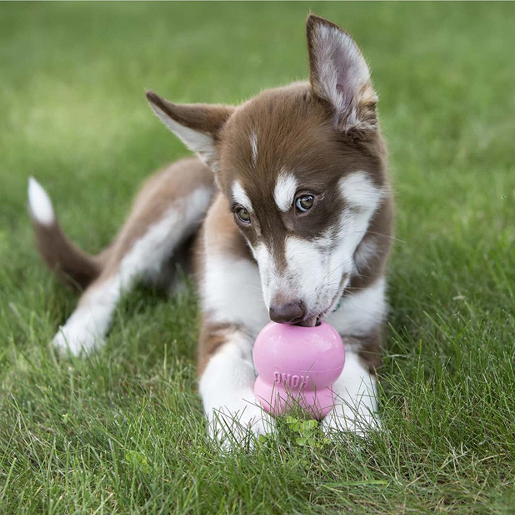 Dog playing with a pink toy in the grass