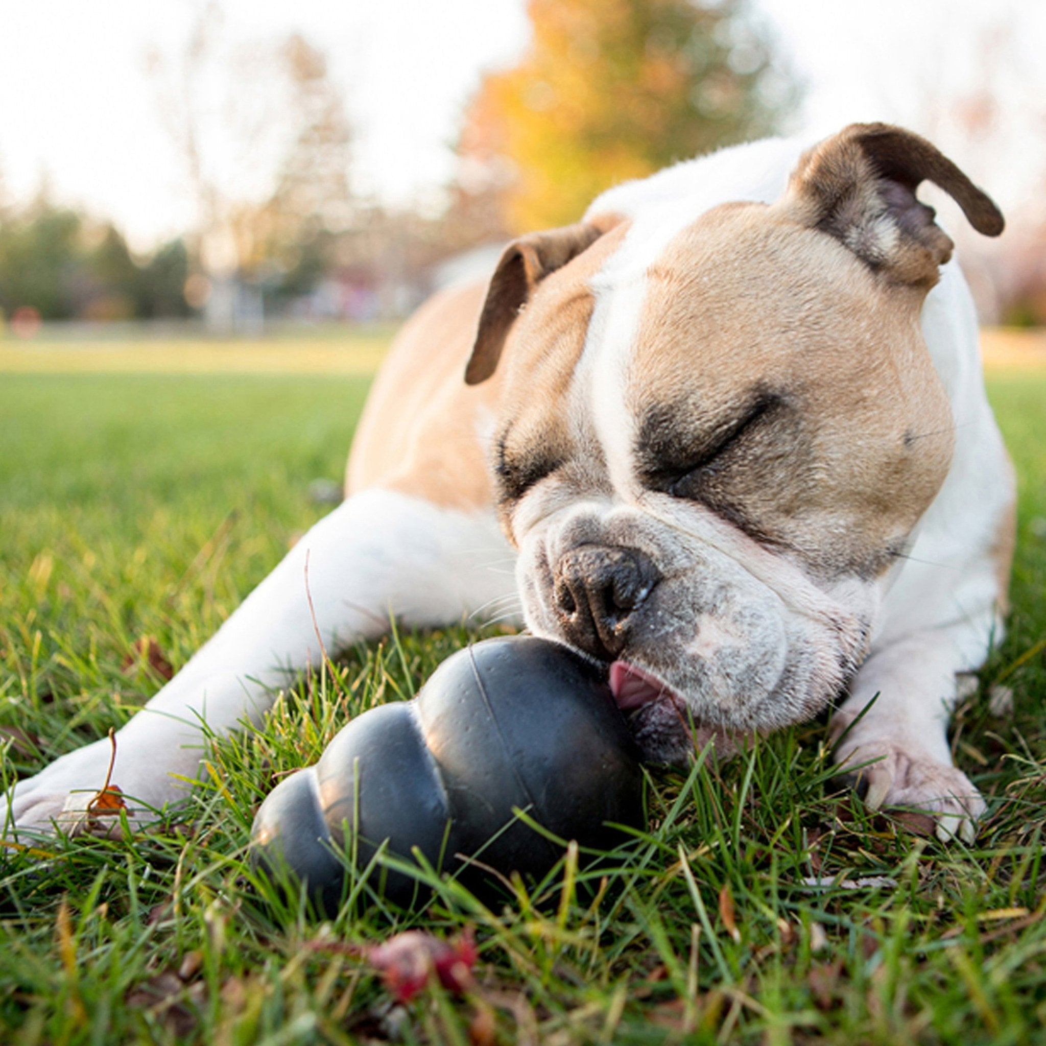 Dog playing with a ball on grass