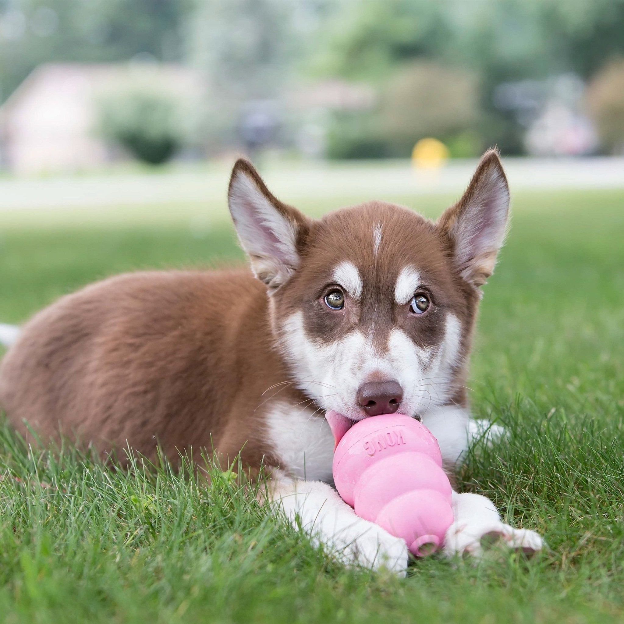 Dog playing with a pink toy on grass