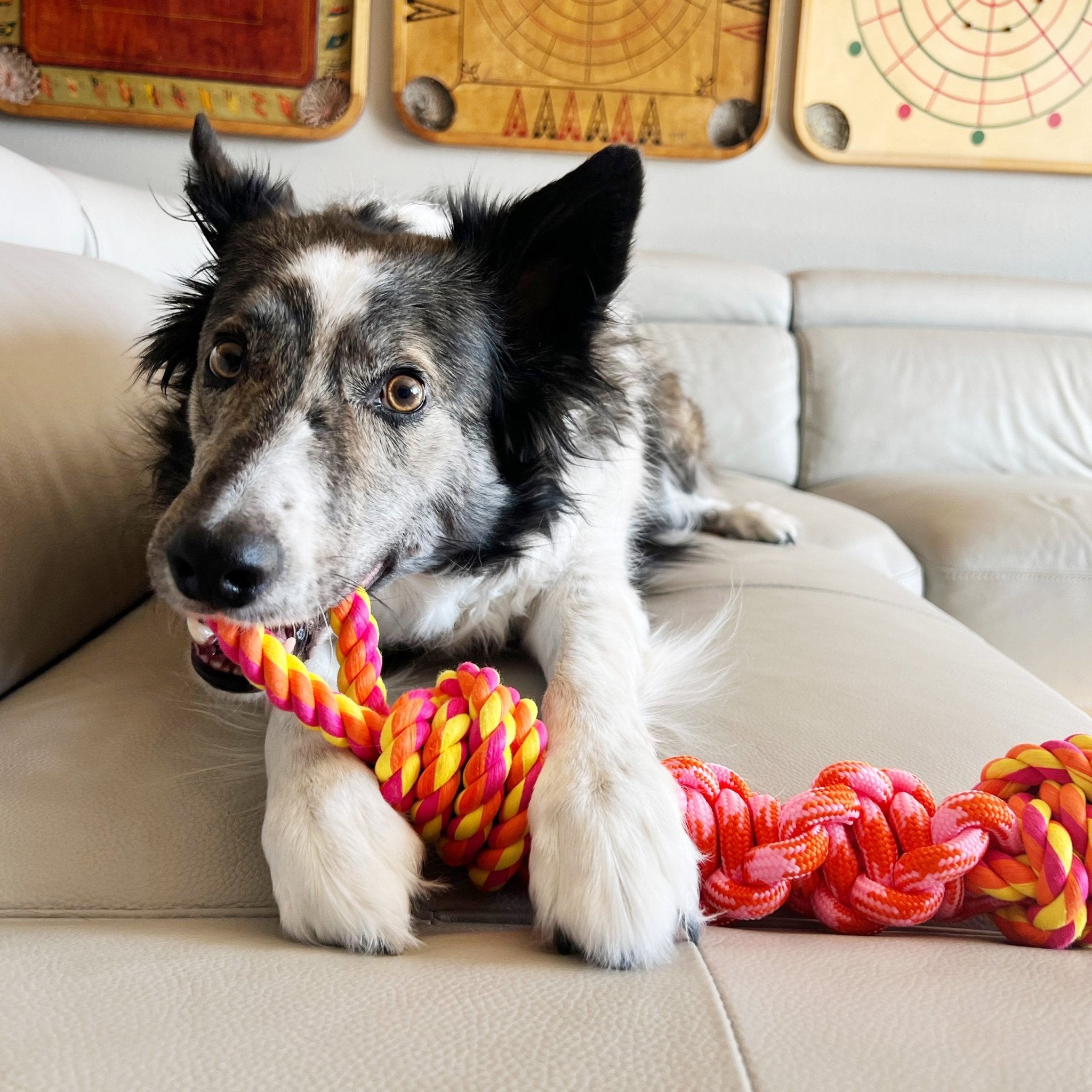 Dog playing with a colorful rope toy on a beige couch.