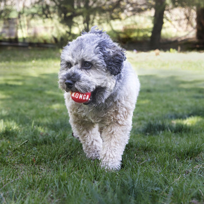 Dog wearing a Kong toy in a grassy outdoor setting