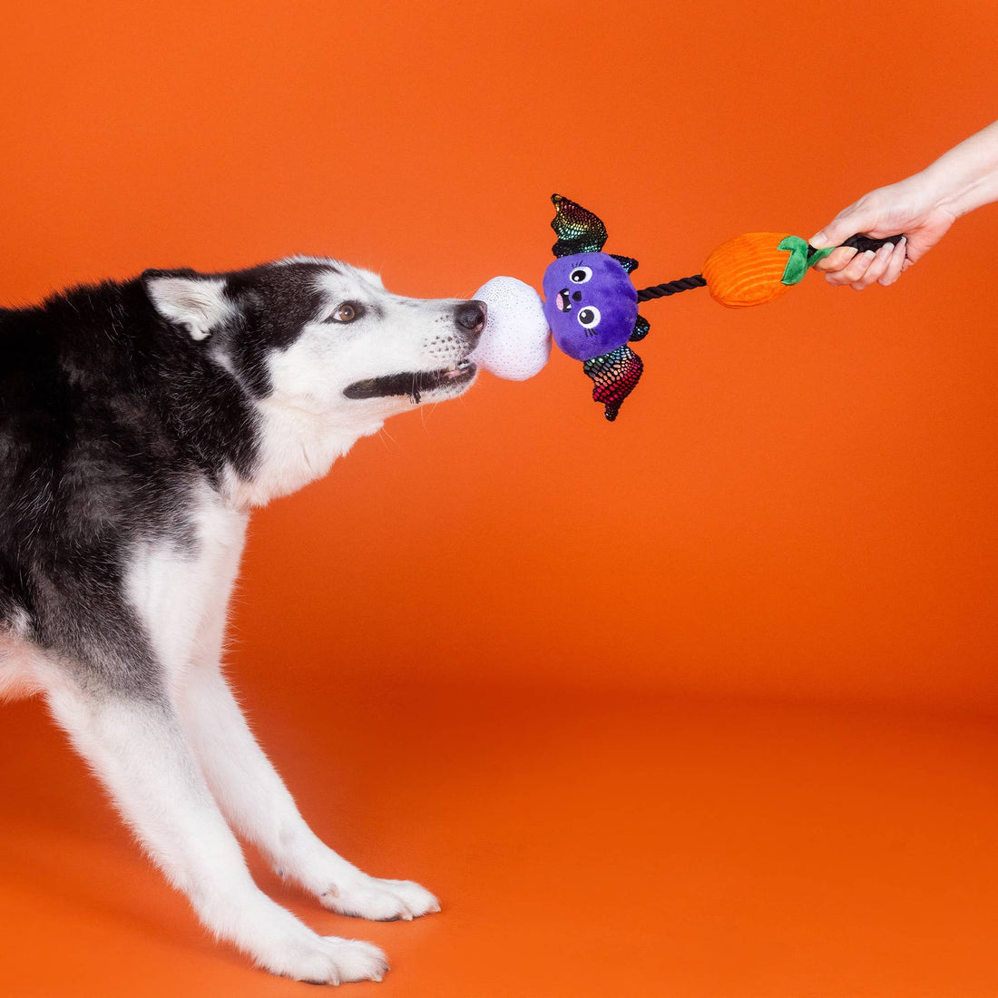 Fringe LITERALLY DEAD CUTE PLUSH DOG TOY - Share Happy Outfits