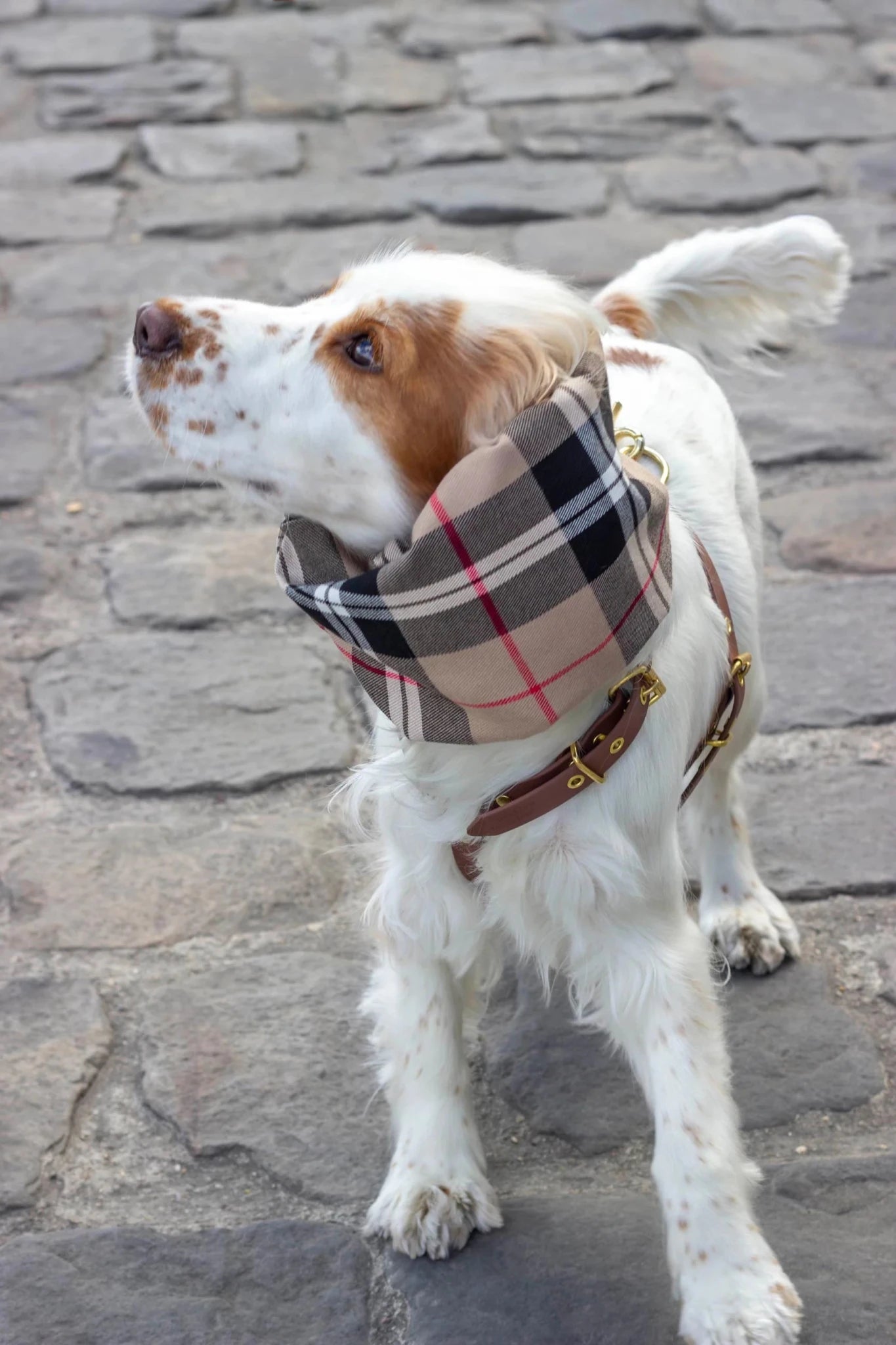 Logan Reversible Waterproof Dog Snood | Beige &amp; Check | Made in France - Share Happy Outfits