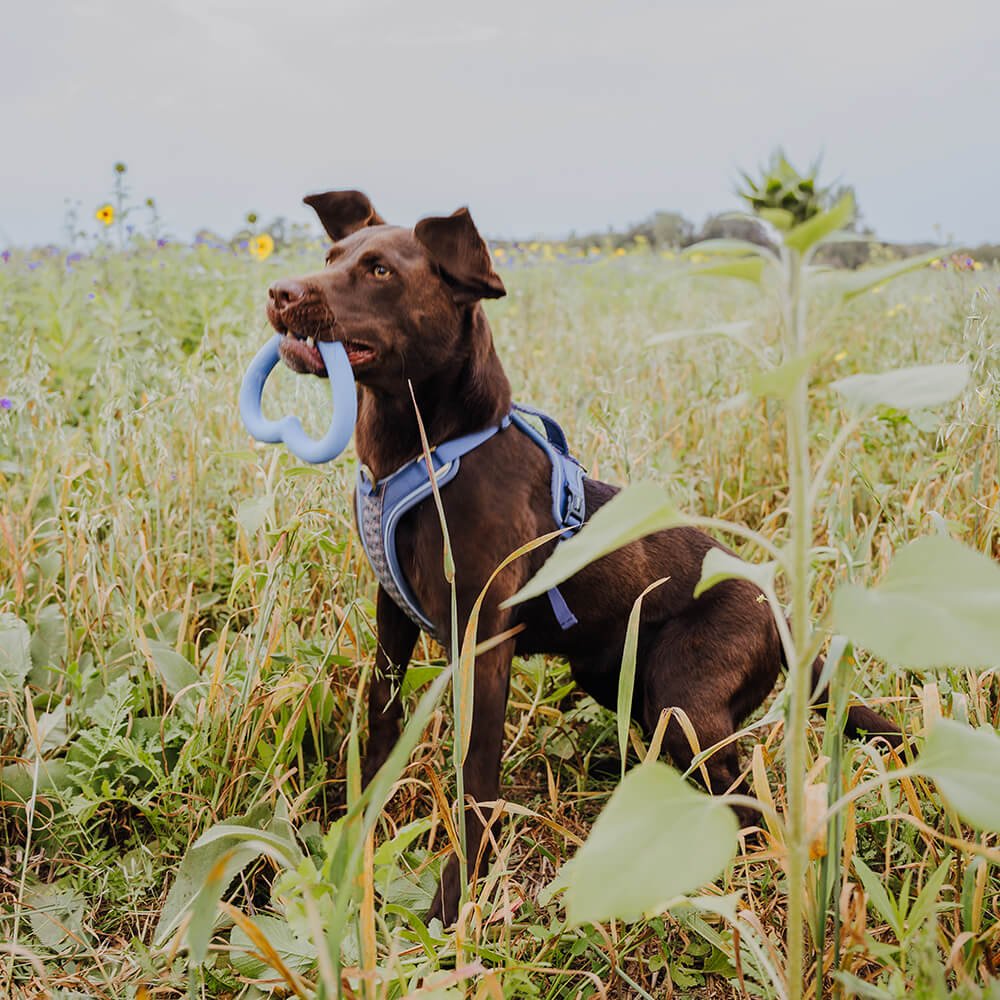 Dog in a field holding a blue toy