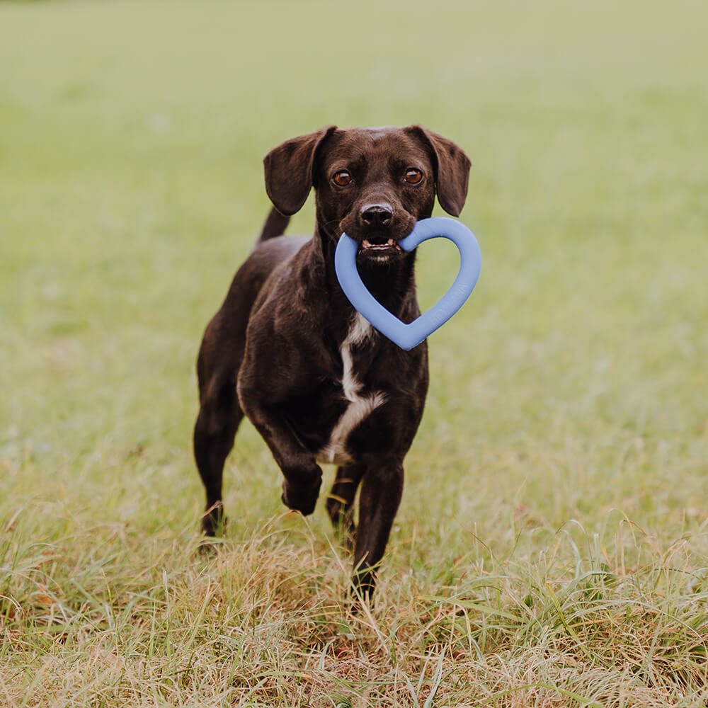 Dog running in a field with a blue heart-shaped toy in its mouth