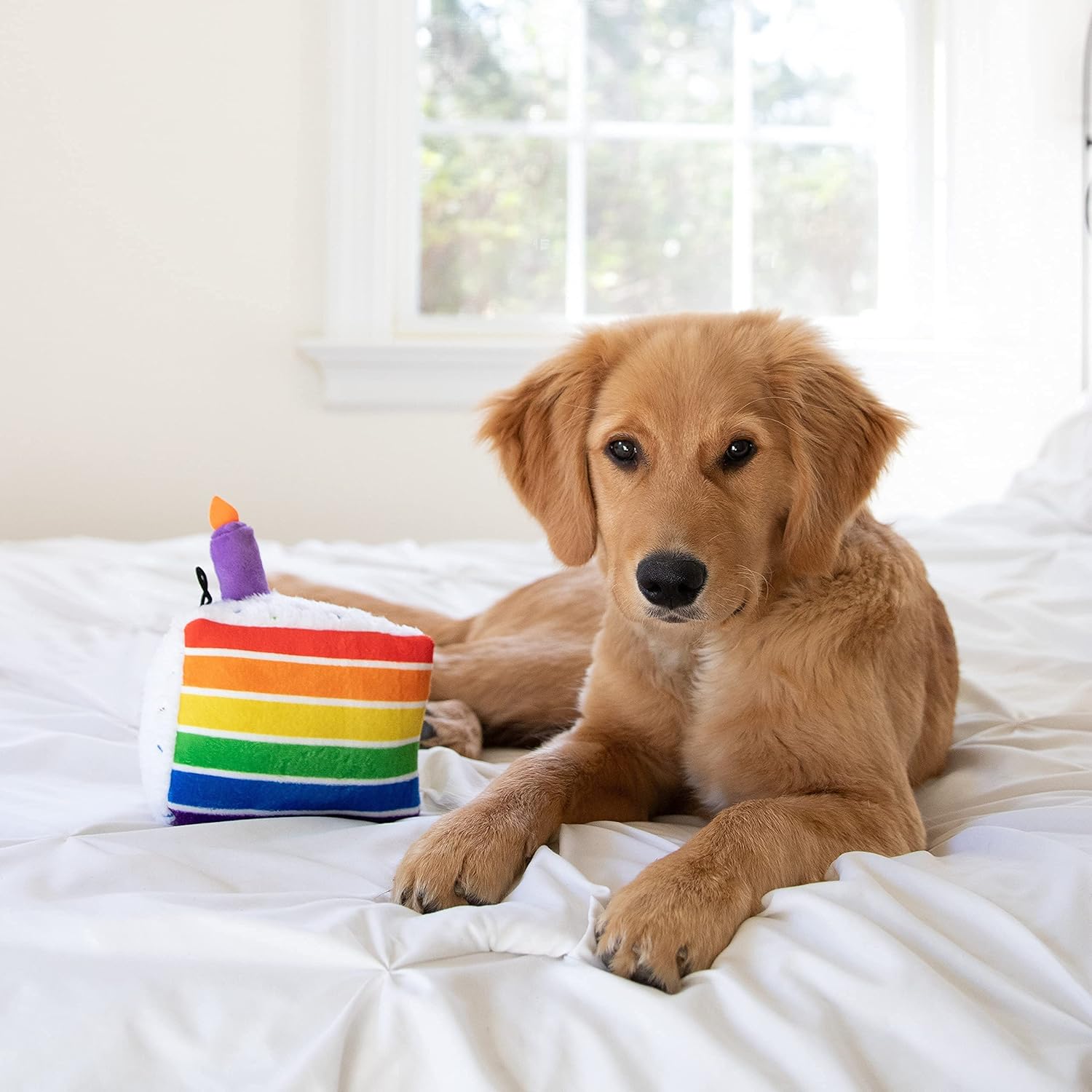 Dog lying on a bed with a rainbow-colored toy