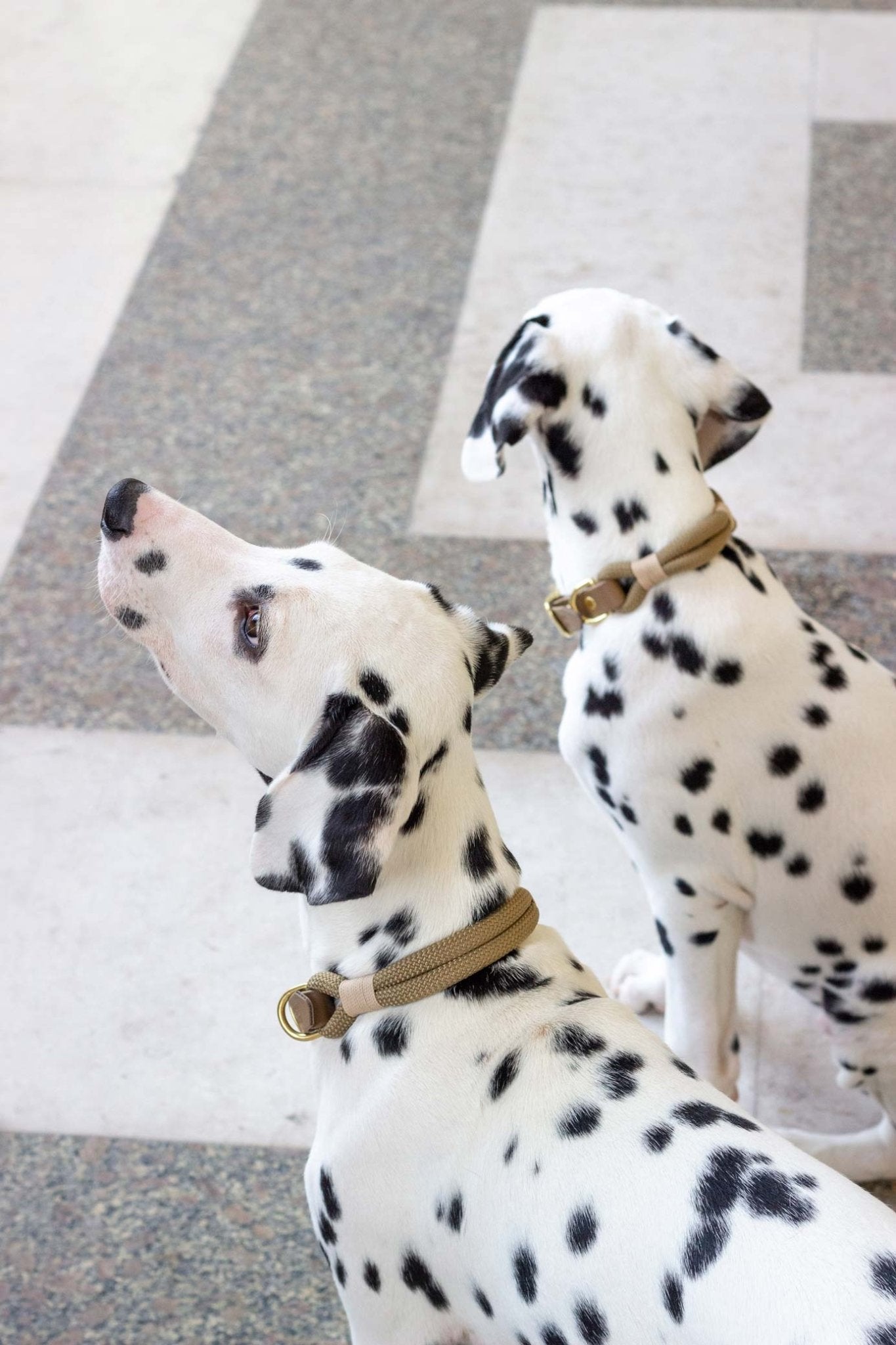 Two Dalmatian dogs sitting on a carpeted floor.