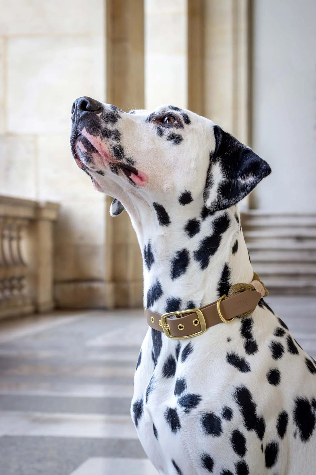 Chien dalmatien portant un collier marron à l&