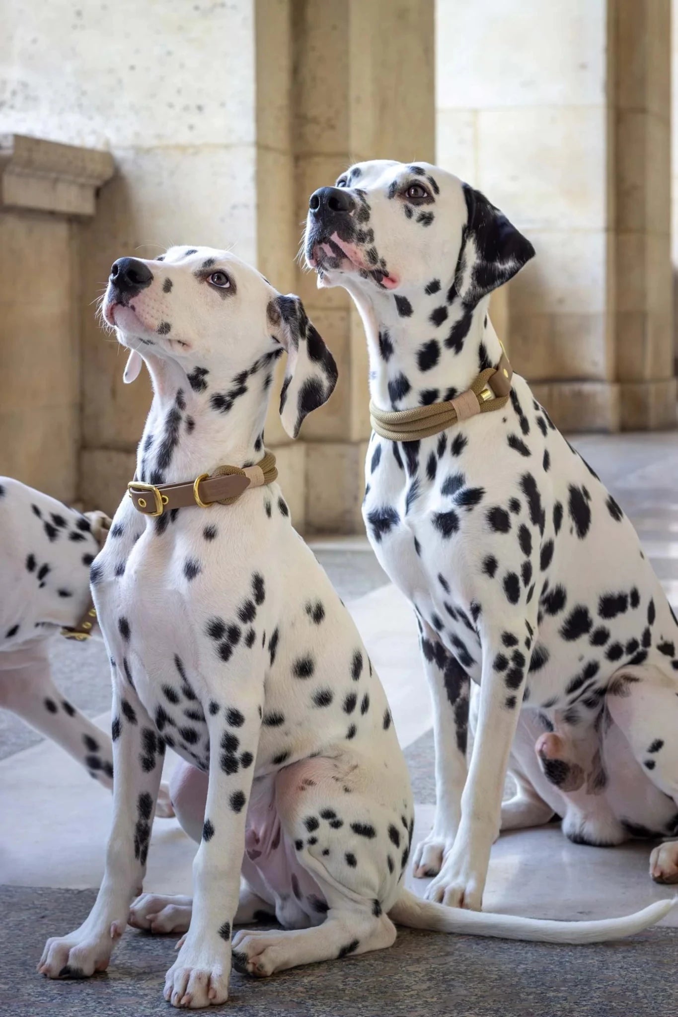 Three Dalmatian dogs sitting indoors with a stone wall background