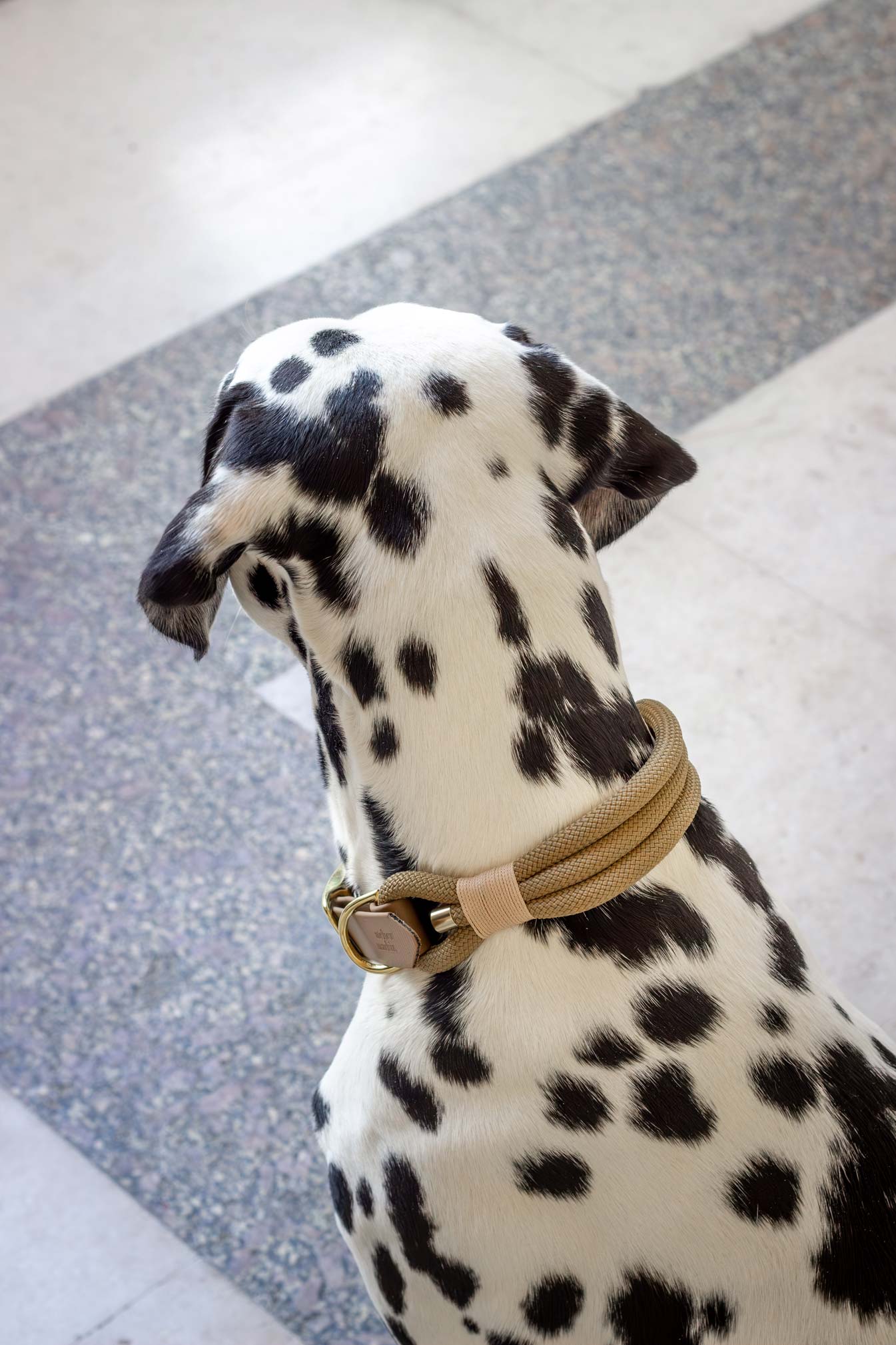 Dalmatian dog wearing a beige collar on a checkered floor.