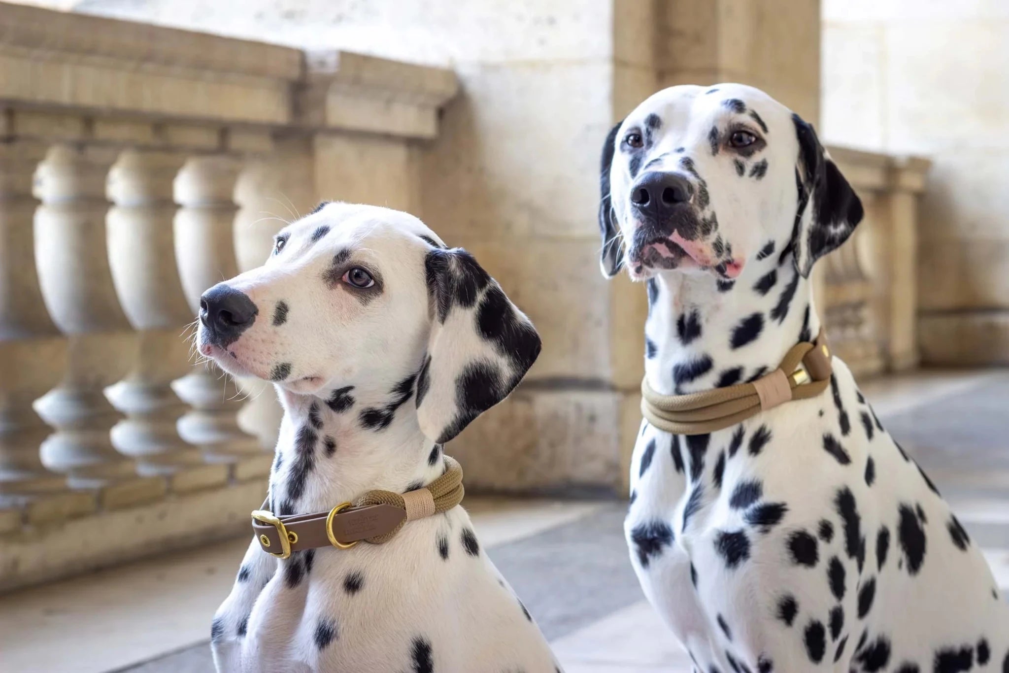 Two Dalmatian dogs sitting side by side in an elegant indoor setting.