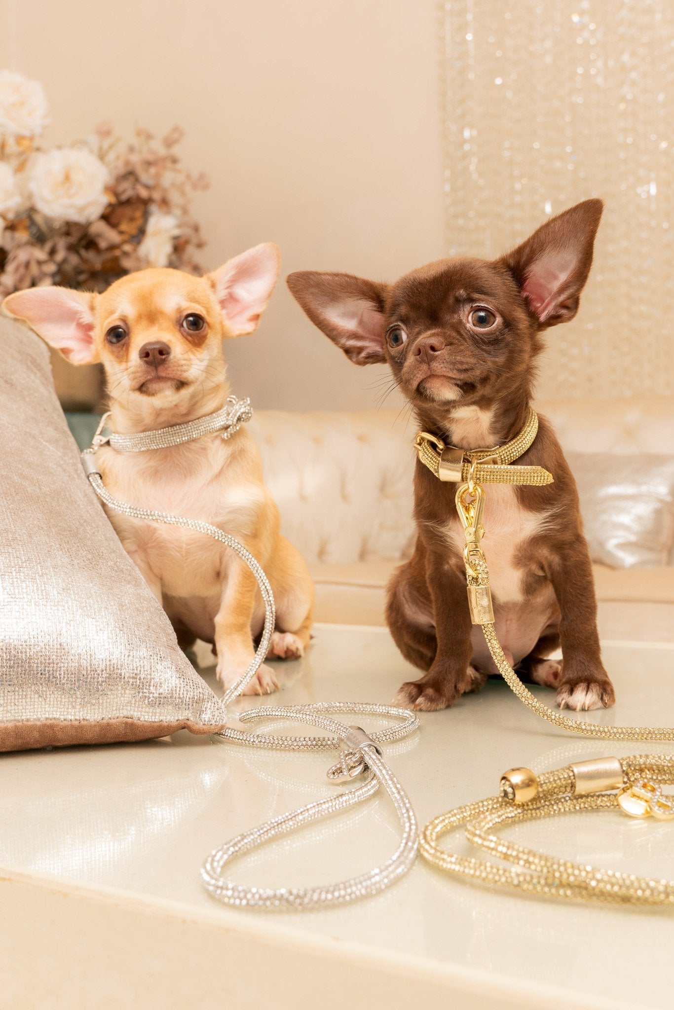 Two small dogs on leashes with decorative ribbons on a sparkling surface