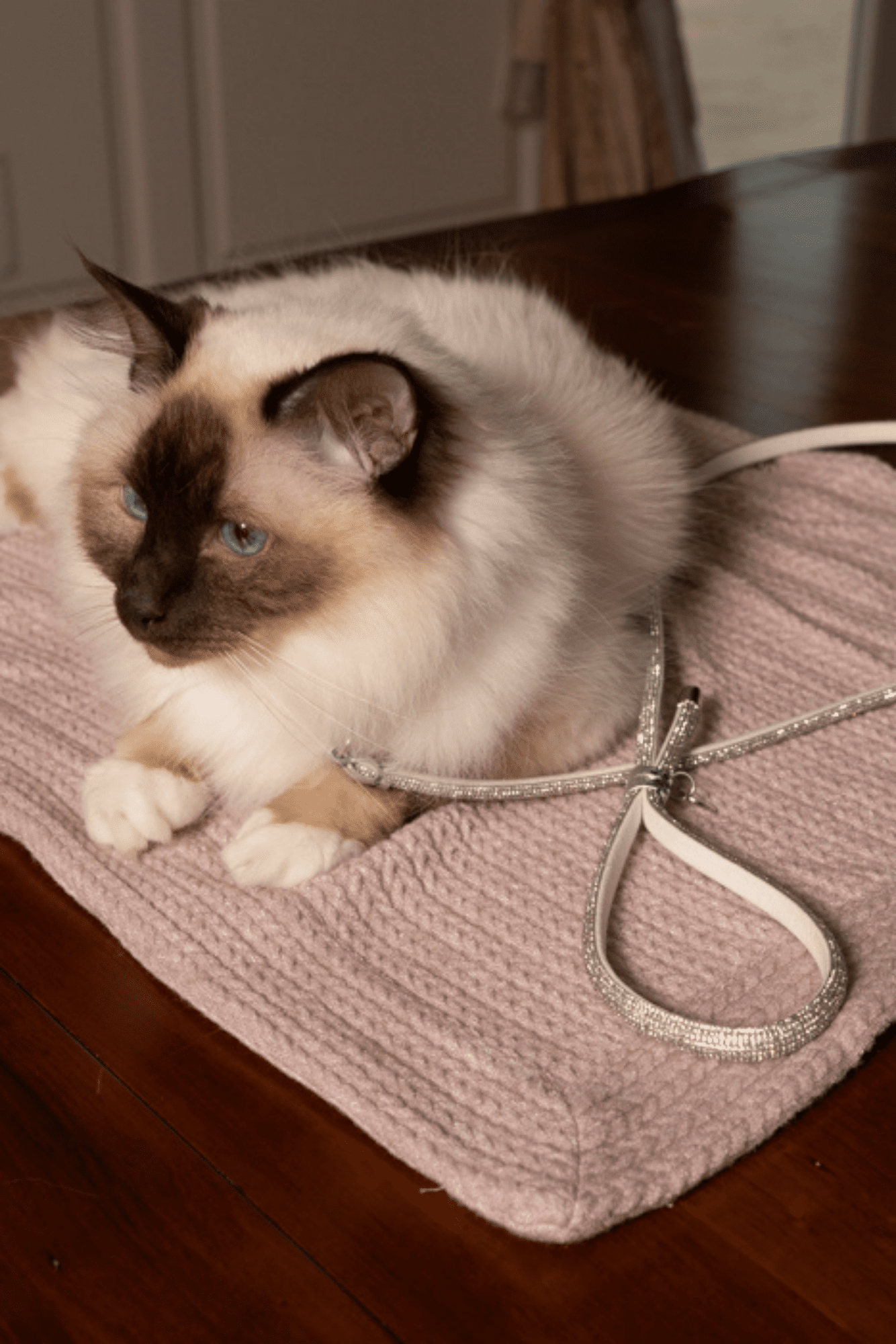 Siamese cat lying on a textured surface with a leash