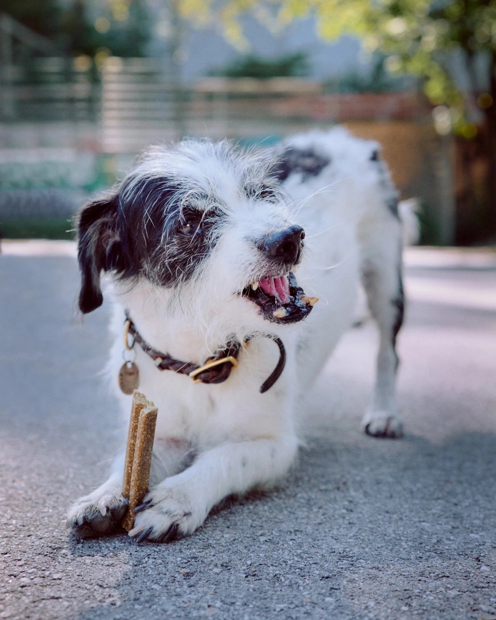 Dog playing with a chew toy on a concrete surface