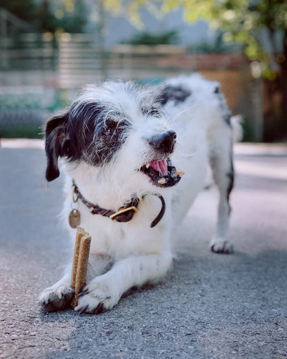 Dog playing with a chew toy on a concrete surface