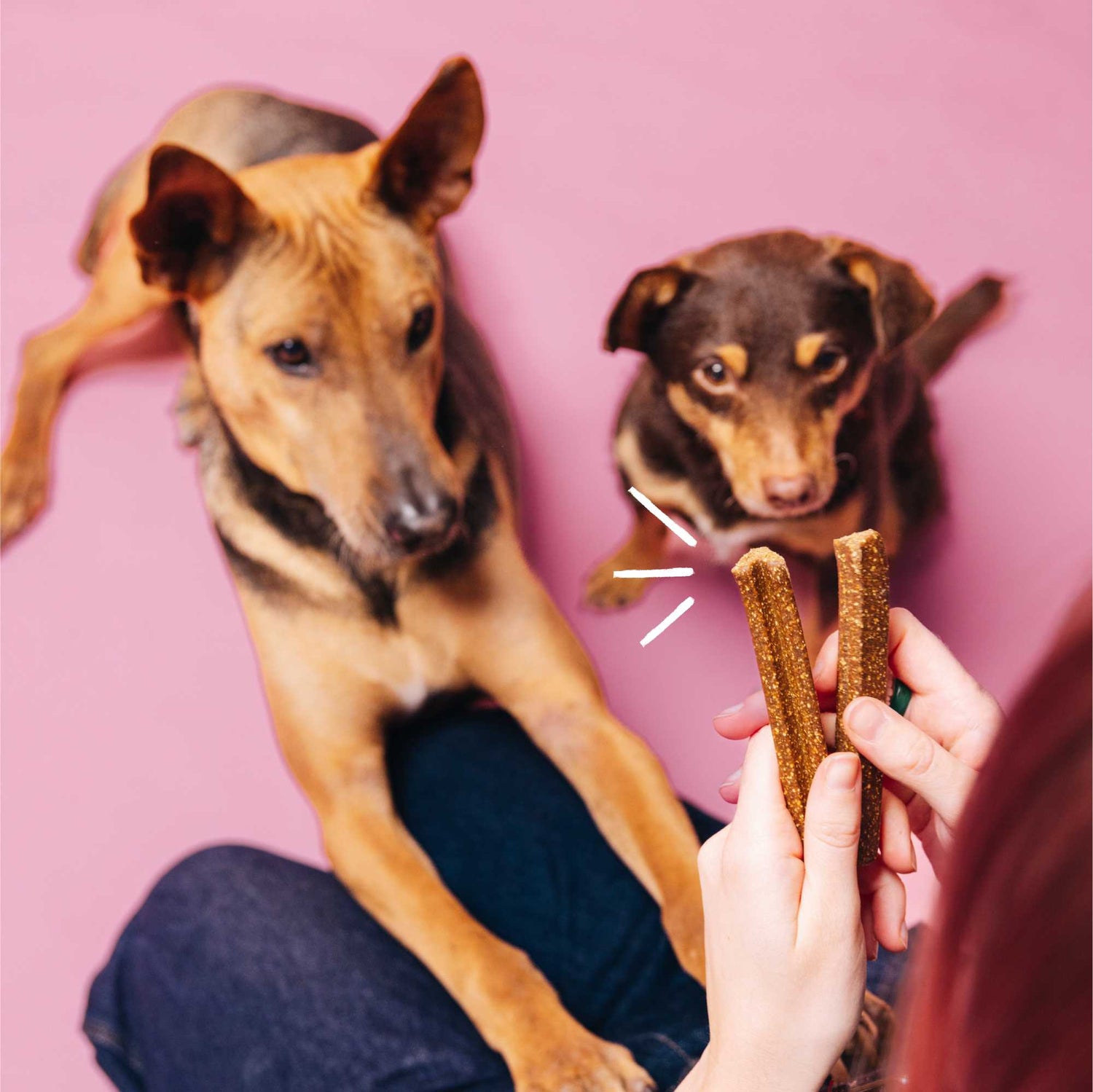Two dogs looking at two dog treats held by a person against a pink background